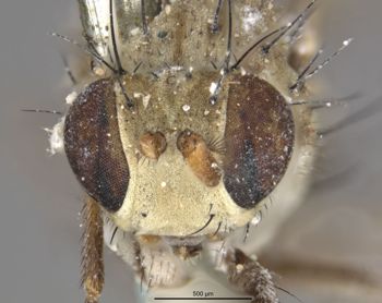 Media type: image;   Entomology 11132 Aspect: head frontal view